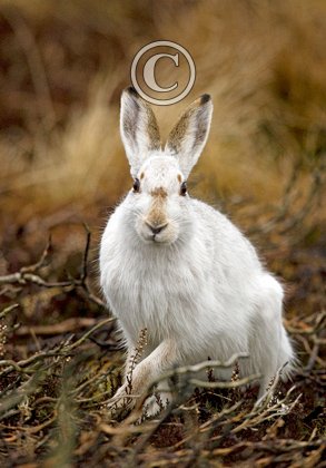 Mountain or Blue Hare DM0736